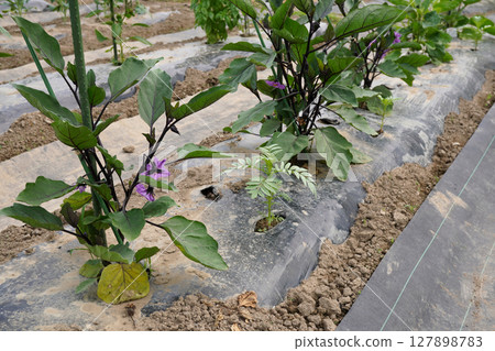 茄子植株間種植的萬壽菊 01 127898783