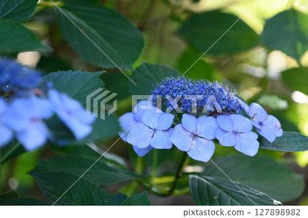 Blue-purple hydrangea flower 127898982