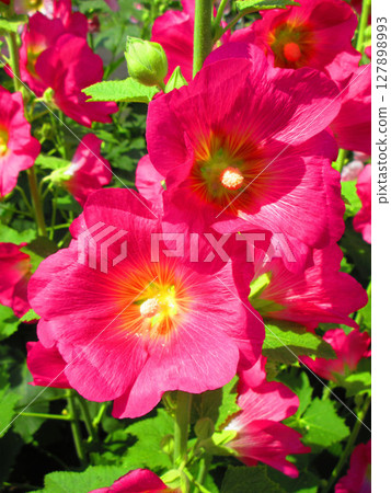 Scenery of hollyhocks in full bloom in early summer 127898993