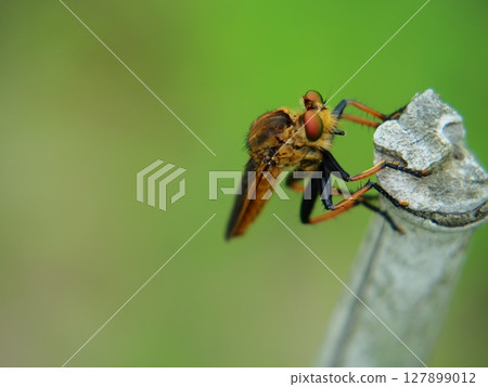 Close-up photo of a green-eyed fly with beautiful compound eyes (for insect observation and teaching materials) 3 127899012