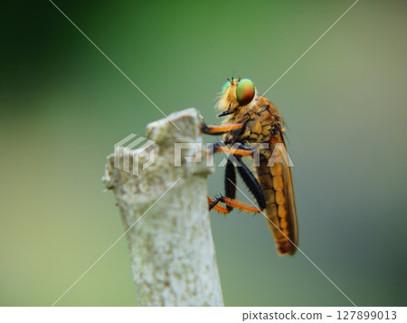 Close-up photo of a green-eyed fly with beautiful compound eyes (for insect observation and teaching materials) 1 127899013