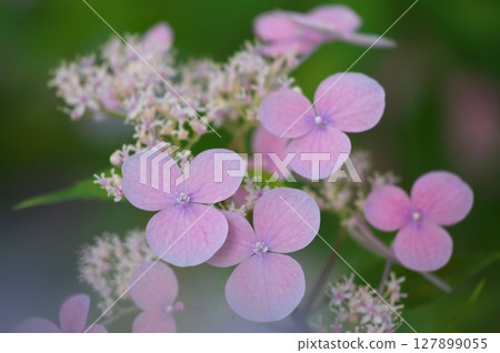Pink Yama Hydrangea Pink Yama Hydrangea 127899055