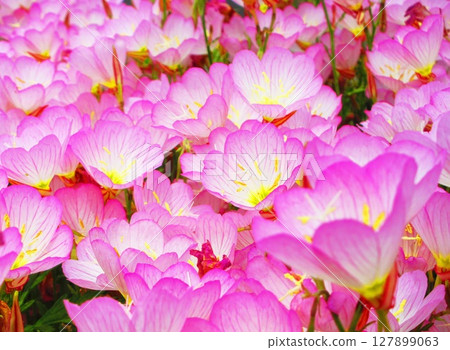 山坡月光花的可愛花景 127899063