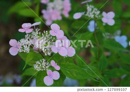 粉紅色的繡球花 127899107