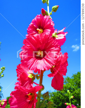 Beautiful scenery of hollyhocks and blue sky 127899130