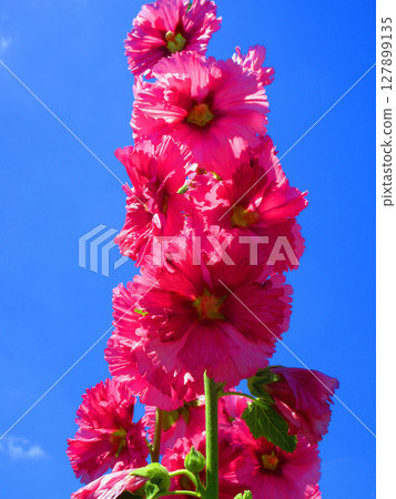 Beautiful scenery of hollyhocks and blue sky Beautiful scenery of hollyhocks and blue sky 127899135