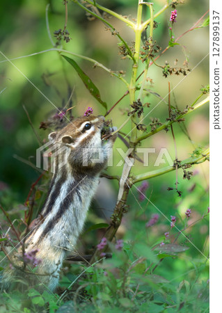 臉頰腫脹的花栗鼠 127899137