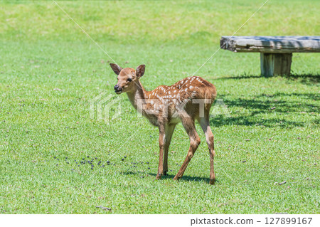 A fawn in Nara Park A fawn in Nara Park 127899167