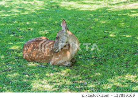 鹿在奈良公園的樹蔭下休息 鹿在奈良公園的樹蔭下休息 127899169