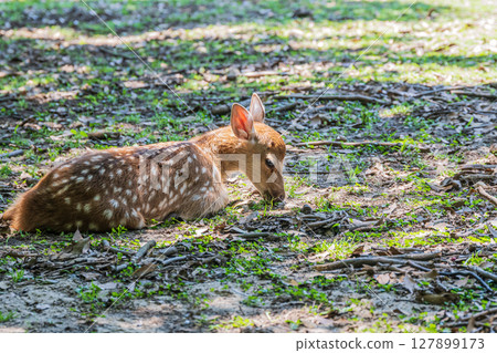 A fawn in Nara Park A fawn in Nara Park 127899173