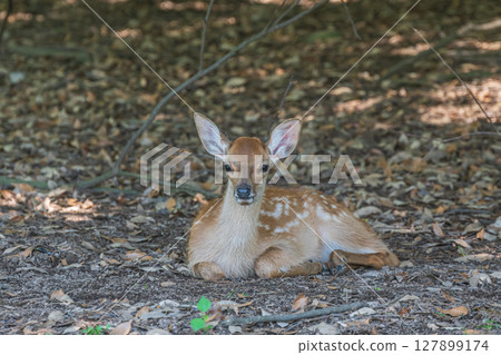 Fawn relaxing in the shade of a tree, Nara Park Fawn relaxing in the shade of a tree, Nara Park 127899174