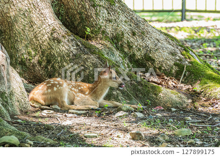 奈良公園裡，一隻小鹿在一棵大樹下休息 127899175