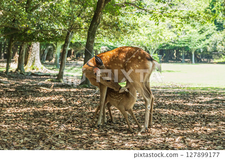 奈良公園的母鹿正在哺乳 127899177