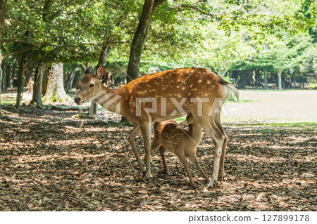 奈良公園的母鹿正在哺乳 127899178