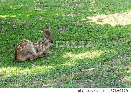 一隻小鹿在奈良公園的樹蔭下休息 127899179