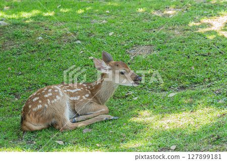 Fawn relaxing in the shade of a tree, Nara Park 127899181