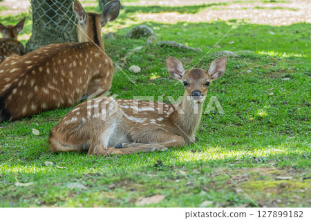 Deer relaxing in the shade of a tree, Nara Park 127899182