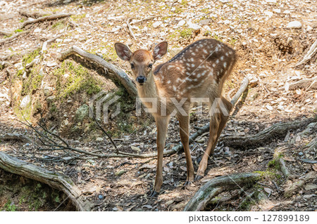A fawn in Nara Park 127899189