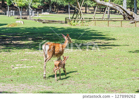 Mother and child deer, Asajigahara Park, Nara Park Mother and child deer, Asajigahara Park, Nara Park 127899262