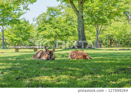 鹿在奈良公園的樹蔭下休息 127899264
