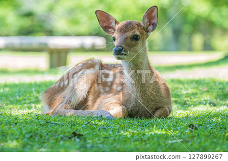 奈良公園的小鹿 127899267