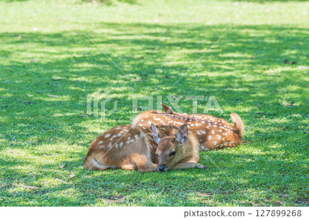 一隻小鹿在奈良公園的樹蔭下休息 127899268