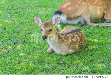 A fawn in Nara Park 127899276