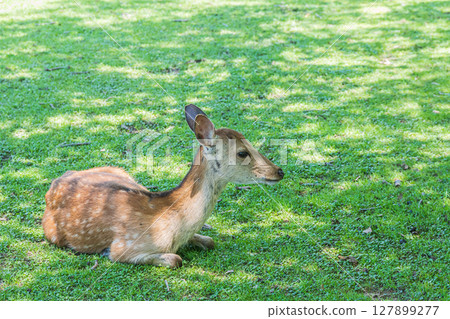 奈良公園的鹿 奈良公園的鹿 127899277