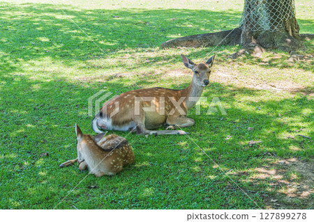 Deer relaxing in the shade of a tree, Nara Park 127899278