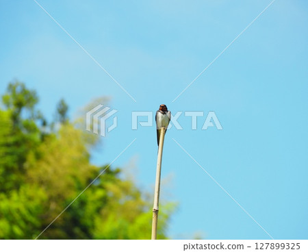 Swallow Perched on Bamboo Swallow Perched on Bamboo 127899325