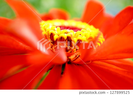 Close-up of a red zinnia 127899525