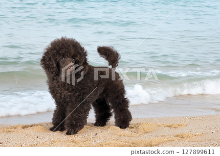 puppy poodle on beach puppy poodle on beach 127899611