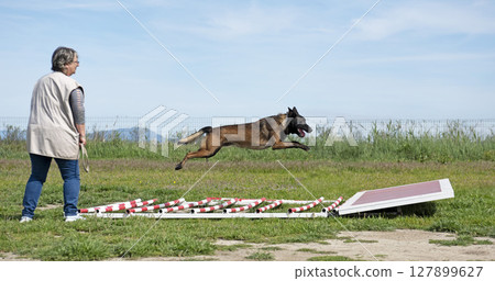 training of belgian shepherd training of belgian shepherd 127899627