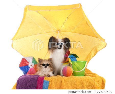 papillon dog and chihuahua in studio papillon dog and chihuahua in studio 127899629