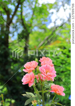 English Garden Rose Flowers English Garden Rose Flowers 127899706