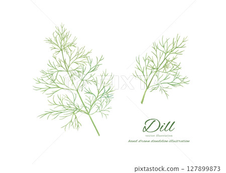 Watercolor hand drawn illustration of fresh dill leaves Watercolor hand drawn illustration of fresh dill leaves 127899873