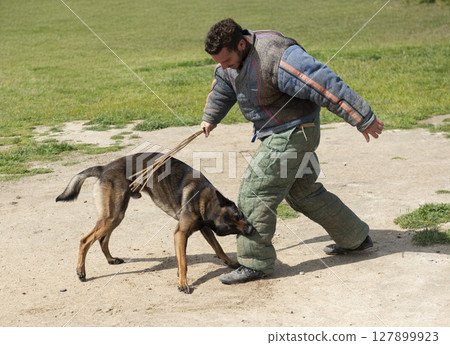 training of belgian shepherd 127899923