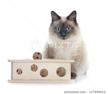 siberian cat in studio 127899924