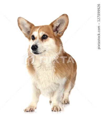 Pembroke Welsh Corgi Pembroke Welsh Corgi 127899926