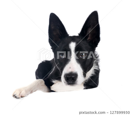 young border collie 127899930