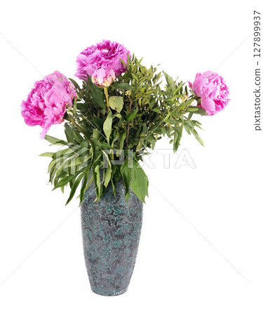 Peony in studio 127899937