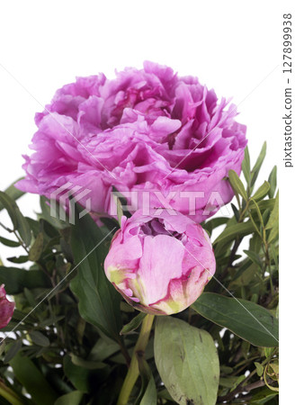 Peony in studio 127899938