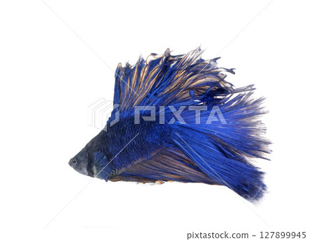 Siamese fighting fish in studio 127899945