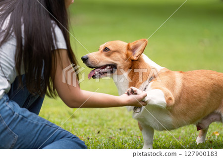 Corgi Dog Interacting with Owner. Corgi receiving affection from its owner in a park. Corgi Dog Interacting with Owner. Corgi receiving affection from its owner in a park. 127900183