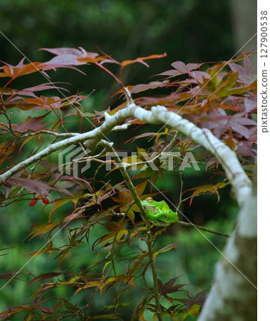 懸掛的樹枝和森林樹蛙 127900538