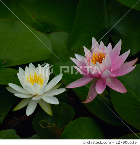 紅白相間的蓮花漂浮在水面上 127900539