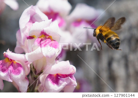Honeybees sucking flower nectar 127901144