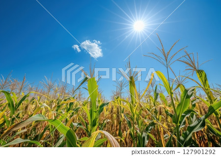 Field of corn is growing under a bright summer sun with a clear blue sky in the background 127901292
