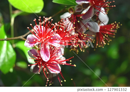 Feijoa petals Feijoa petals 127901332