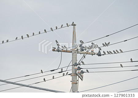 Many starlings gather on electric wires Many starlings gather on electric wires 127901333